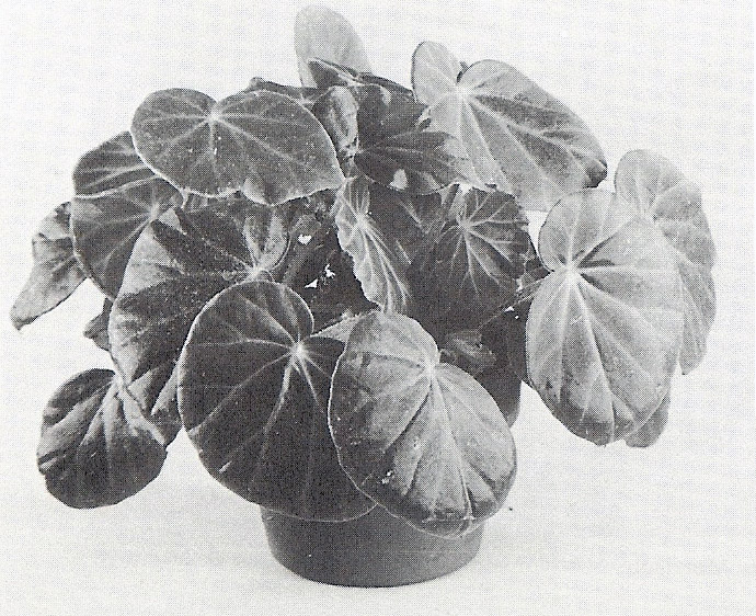 B. ‘Olfri’